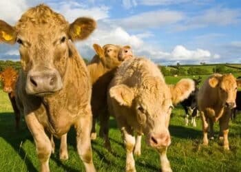 EU on track to break a pledge to cut methane emissions by 30%, warns report