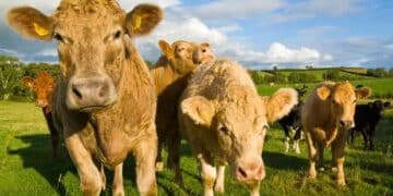 EU on track to break a pledge to cut methane emissions by 30%, warns report