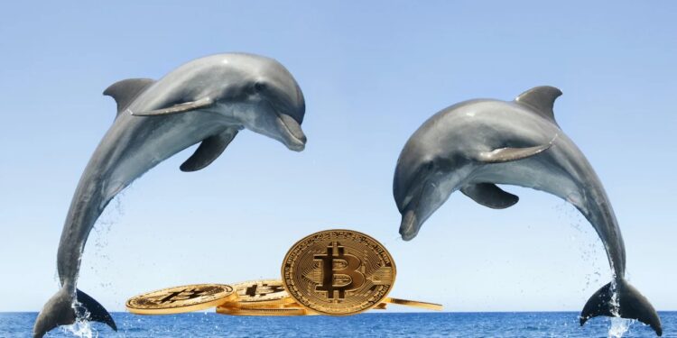 Non-whale Bitcoin investors break new BTC accumulation record