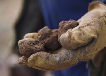 ‘Black gold’: Why Spain’s black truffles are so popular