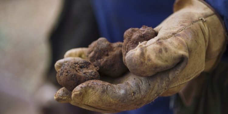 ‘Black gold’: Why Spain’s black truffles are so popular