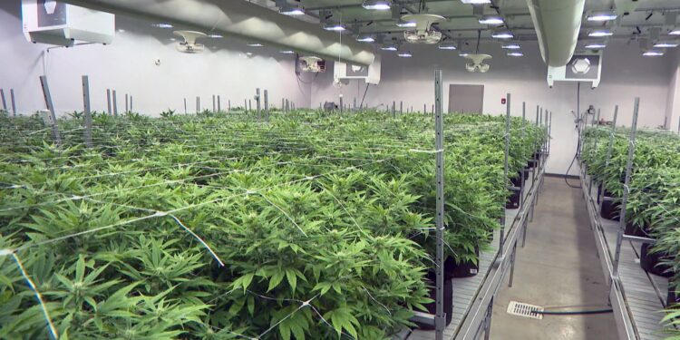 Marijuana’s black market is undercutting legal businesses