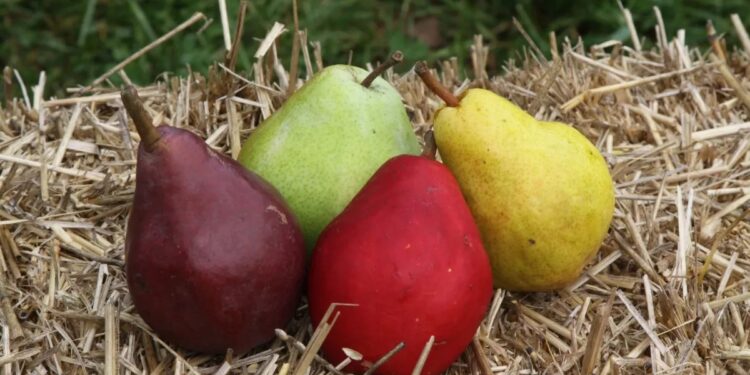 10 different pears varieties and how to eat them