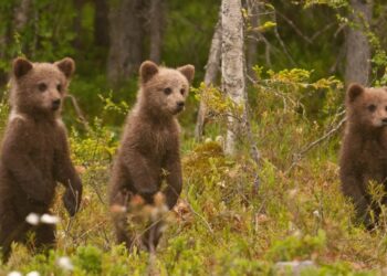 Bear-watching and beyond: six of the wildest adventure holidays in Europe