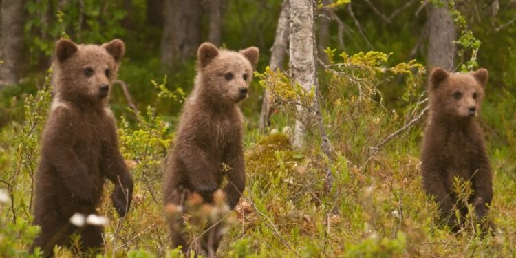 Bear-watching and beyond: six of the wildest adventure holidays in Europe