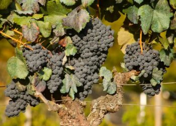 Underrated red wines you should search out and try