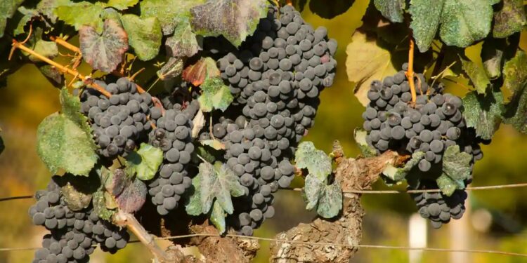 Underrated red wines you should search out and try