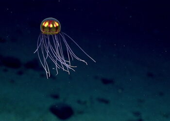 High Seas Treaty exempts deep-sea mining from stricter environmental rules