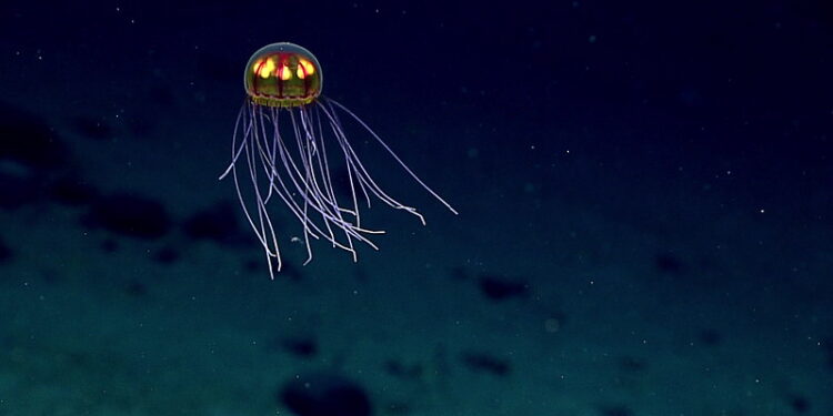 High Seas Treaty exempts deep-sea mining from stricter environmental rules