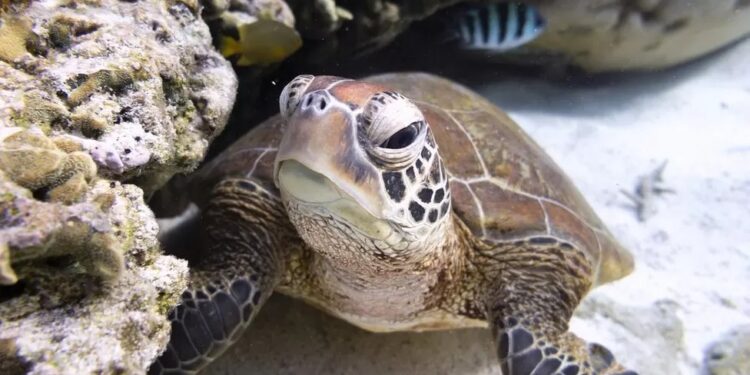 Ocean treaty: Historic agreement reached after a decade of talks