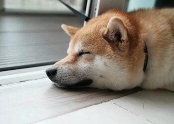 Dogecoin futures set record after Twitter adopts Shiba Inu logo