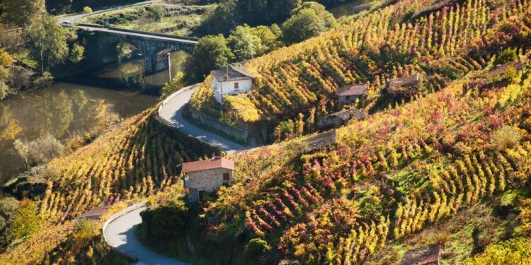 Discover lighter Spanish red wines