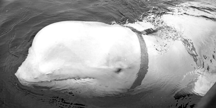 Hvaldimir the ‘Russian spy’ beluga whale is on manoeuvres again
