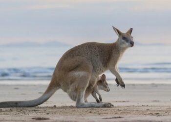 Melbourne and Victoria’s best nature and wildlife experiences