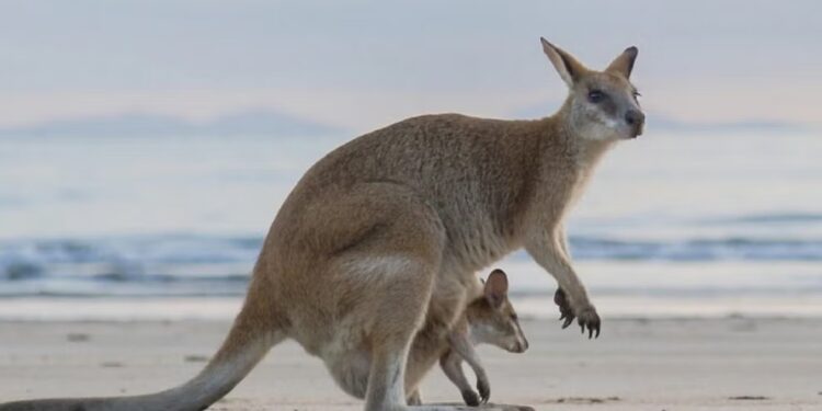 Melbourne and Victoria’s best nature and wildlife experiences