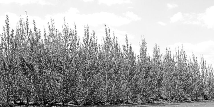 AstraZeneca pledges to plant and maintain 200m trees globally by 2030