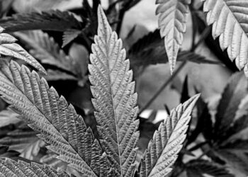 Slow start to New York’s legal pot market leaves farmers holding the bag