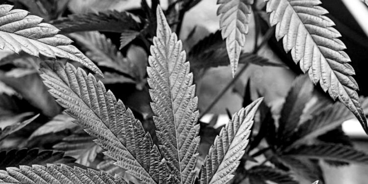 Slow start to New York’s legal pot market leaves farmers holding the bag