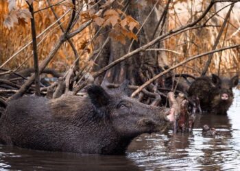 Can’t beat them? Eat them: the fight against the wild boar plague