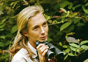 Jane Goodall: A trailblazing primatologist and environmental advocate
