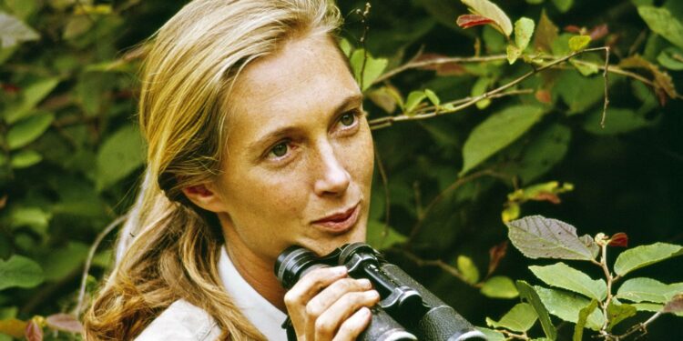 Jane Goodall: A trailblazing primatologist and environmental advocate