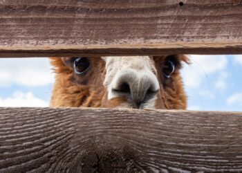 Meta launches Llama 2 open-source LLM