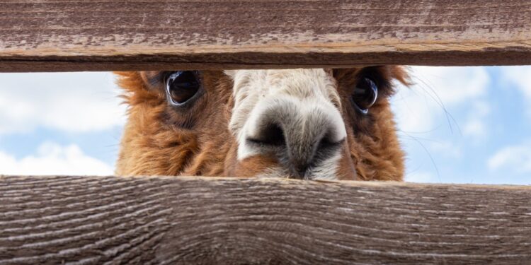 Meta launches Llama 2 open-source LLM