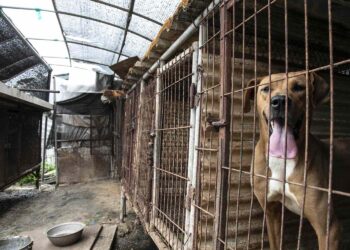 South Korean dog meat farmers push back against growing moves to outlaw their industry