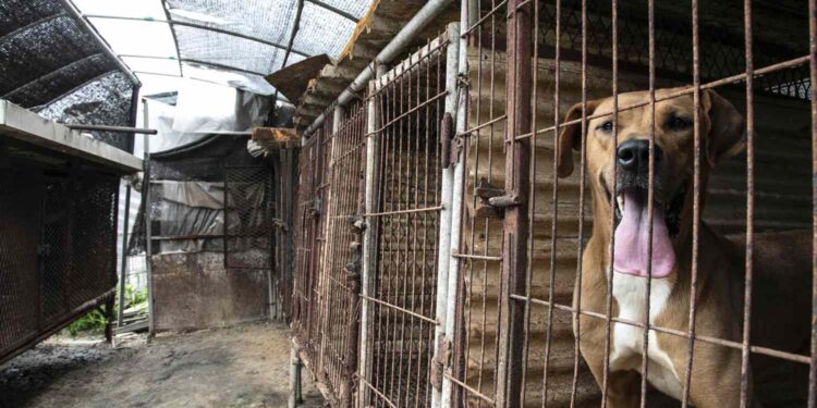 South Korean dog meat farmers push back against growing moves to outlaw their industry