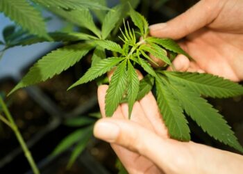 Germany’s Cabinet is set to approve a plan to liberalize rules on cannabis possession and sale