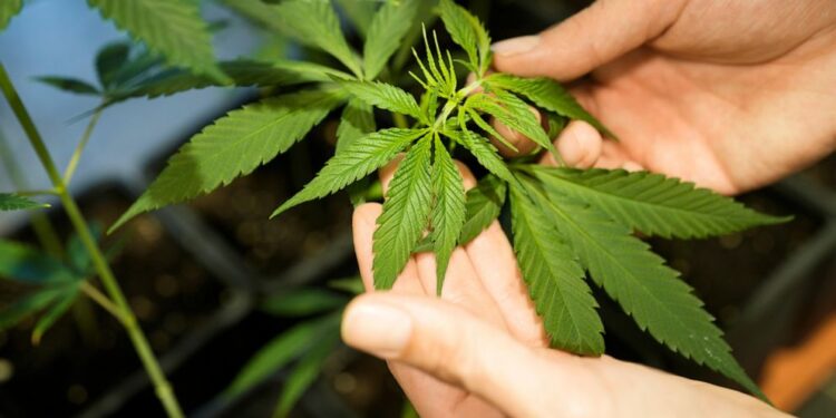 Germany’s Cabinet is set to approve a plan to liberalize rules on cannabis possession and sale