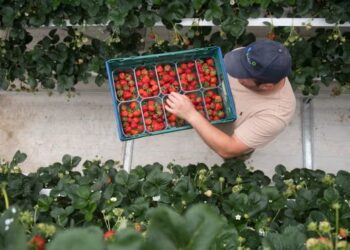 New Brexit checks ‘pose existential threat’ to UK fruit and flower growers
