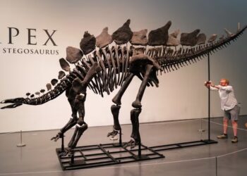 Largest, most intact stegosaurus fossil ever found sells for $44.6m