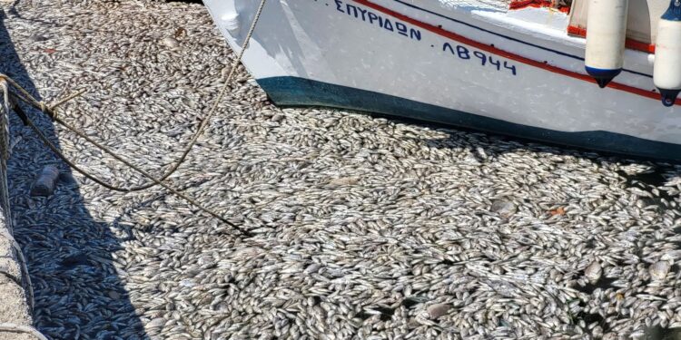 Greece tourist port flooded with hundreds of thousands of dead fish