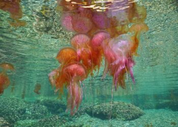 Resorts on Spain’s Costa Brava struggle with invasion of jellyfish as seas warm