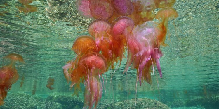 Resorts on Spain’s Costa Brava struggle with invasion of jellyfish as seas warm