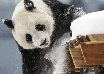 Finland wants to return Chinese pandas – too expensive