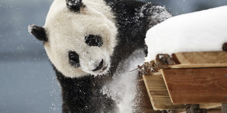 Finland wants to return Chinese pandas – too expensive