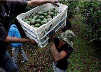Avocados, tequila and other iconic Mexican products are jeopardized by Trump’s tariff threats