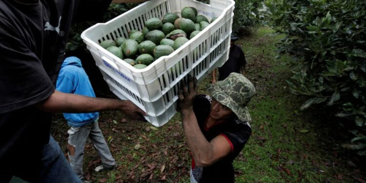 Avocados, tequila and other iconic Mexican products are jeopardized by Trump’s tariff threats