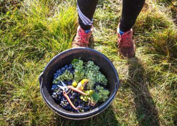 Champagne’s sordid secret: the homeless and hungry migrants picking grapes for France’s luxury winemakers