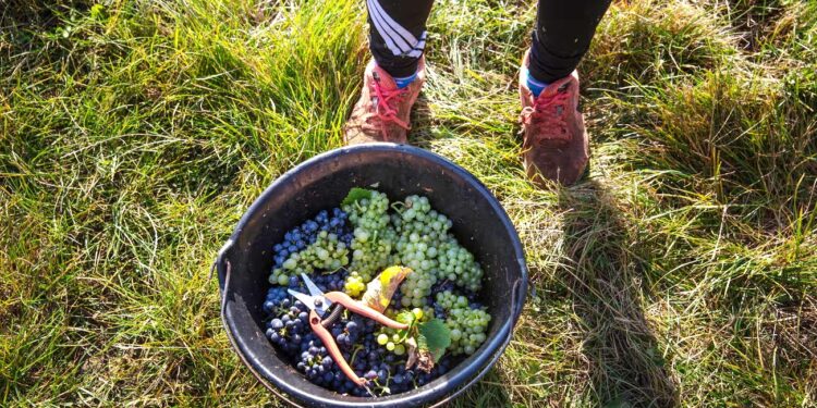 Champagne’s sordid secret: the homeless and hungry migrants picking grapes for France’s luxury winemakers