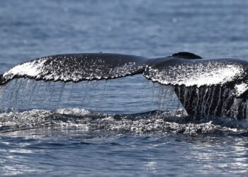 Humpback whale makes record journey of more than 13,000km from South America to Africa