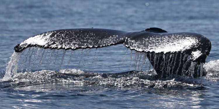 Humpback whale makes record journey of more than 13,000km from South America to Africa