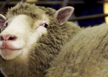 On this day in 1997: Cloning of Dolly