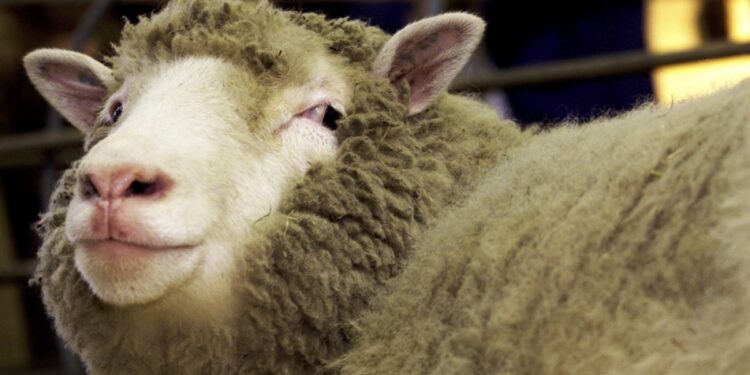 On this day in 1997: Cloning of Dolly