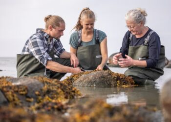The Danish island of seaweed cottages, salt and seafood