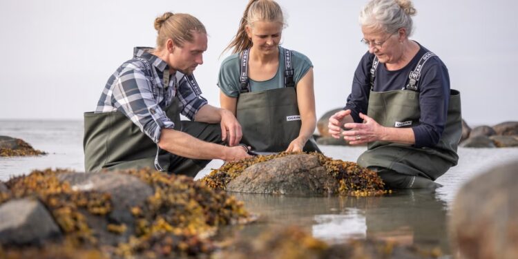 The Danish island of seaweed cottages, salt and seafood