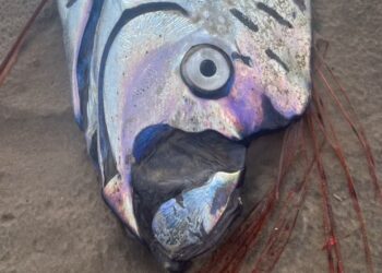 Giant ‘doomsday’ oarfish washes up on Tasmania’s remote west coast