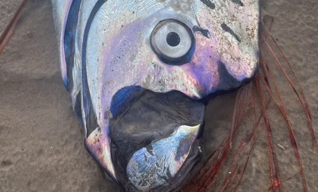 Giant ‘doomsday’ oarfish washes up on Tasmania’s remote west coast